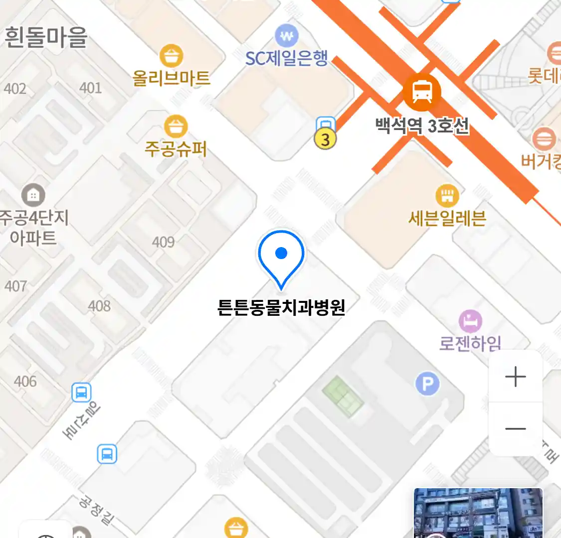 튼튼동물치과병원