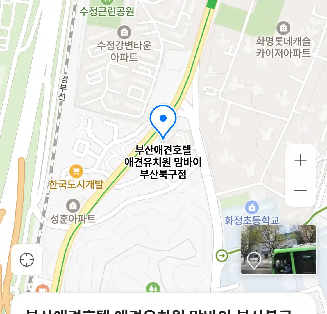 부산애견호텔 애견유치원 맘바이 부산북구점