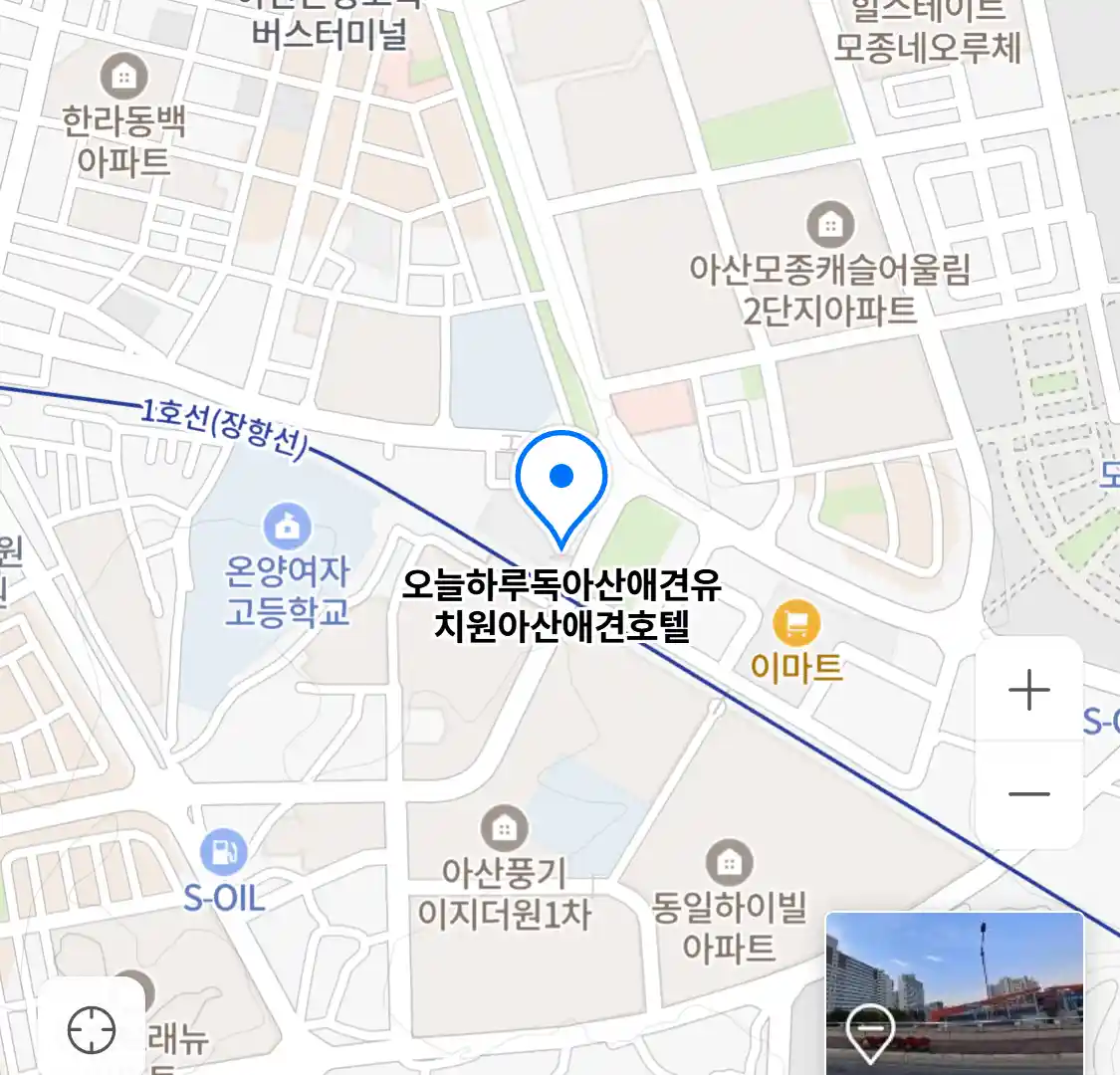 오늘하루독아산애견유치원아산애견호텔