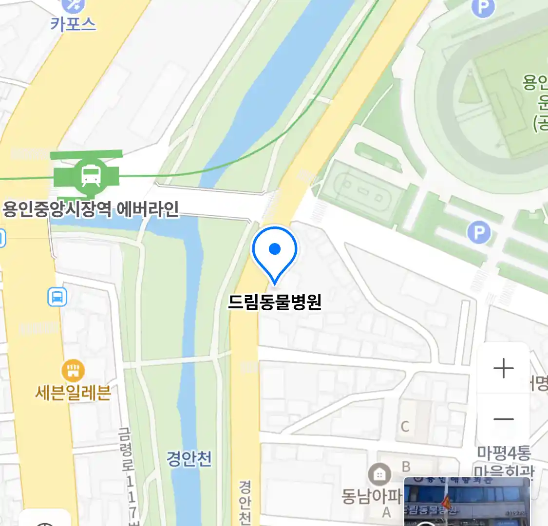 드림동물병원