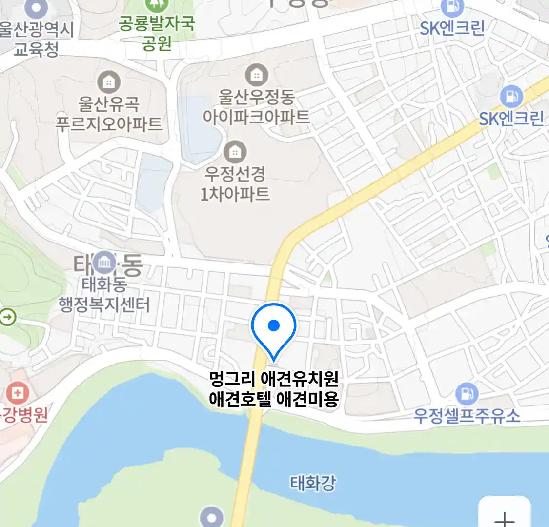 멍그리 애견유치원 애견호텔 애견미용