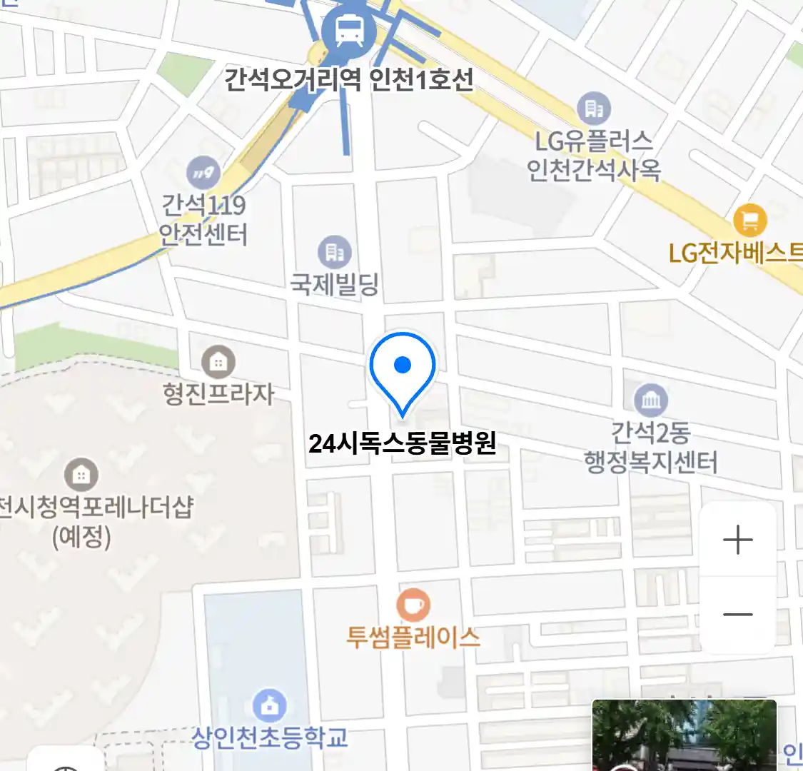 24시독스동물병원