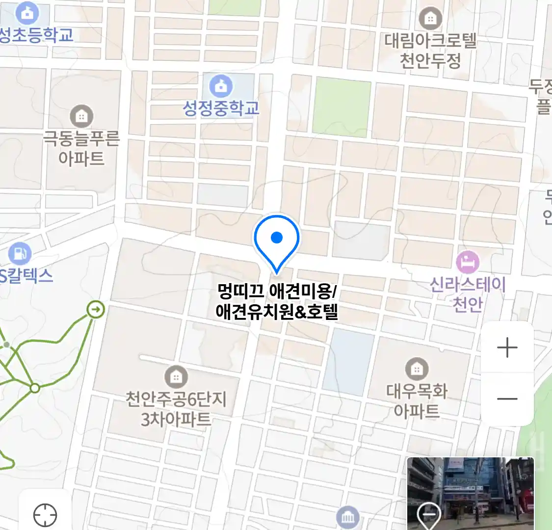 멍띠끄 애견미용/애견유치원&호텔