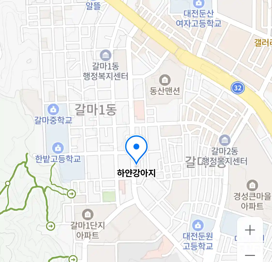 하얀강아지