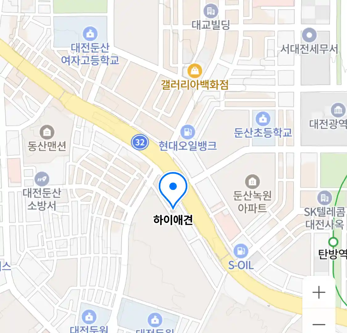 하이애견