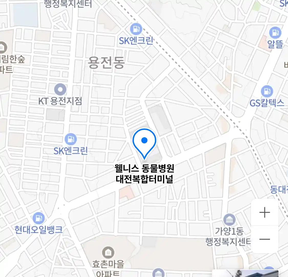 웰니스 동물병원 대전복합터미널