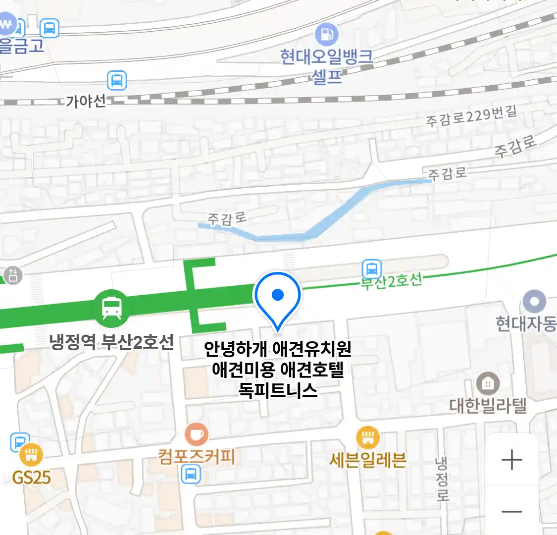 안녕하개 애견유치원 애견미용 애견호텔 독피트니스