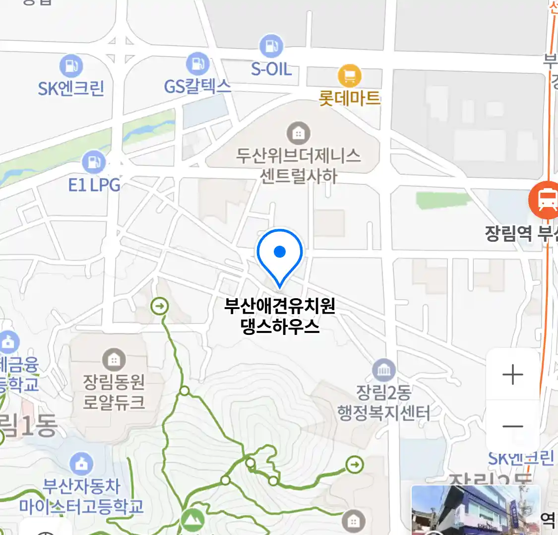 부산애견유치원 댕스하우스