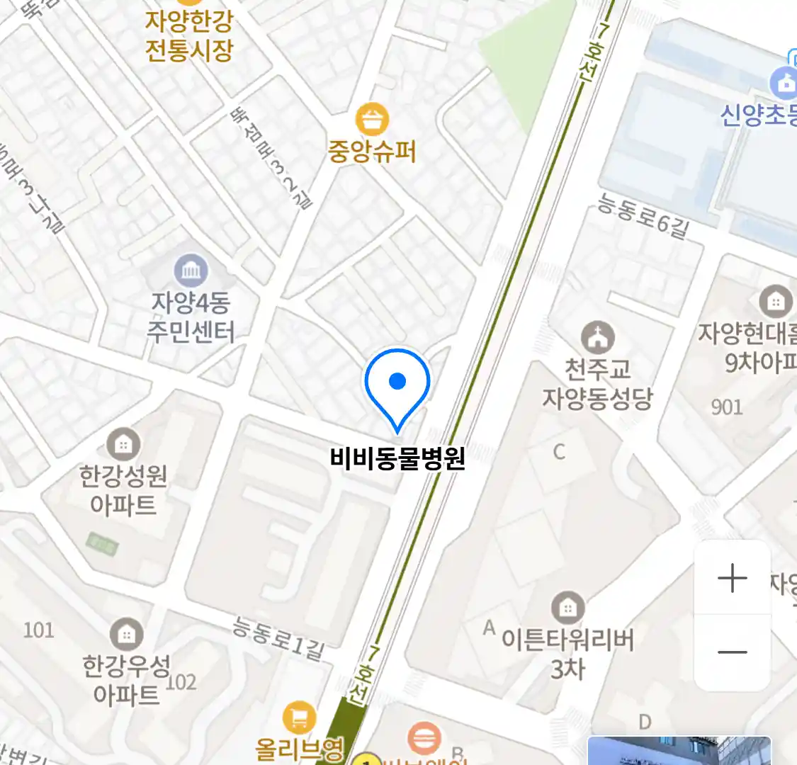 비비동물병원