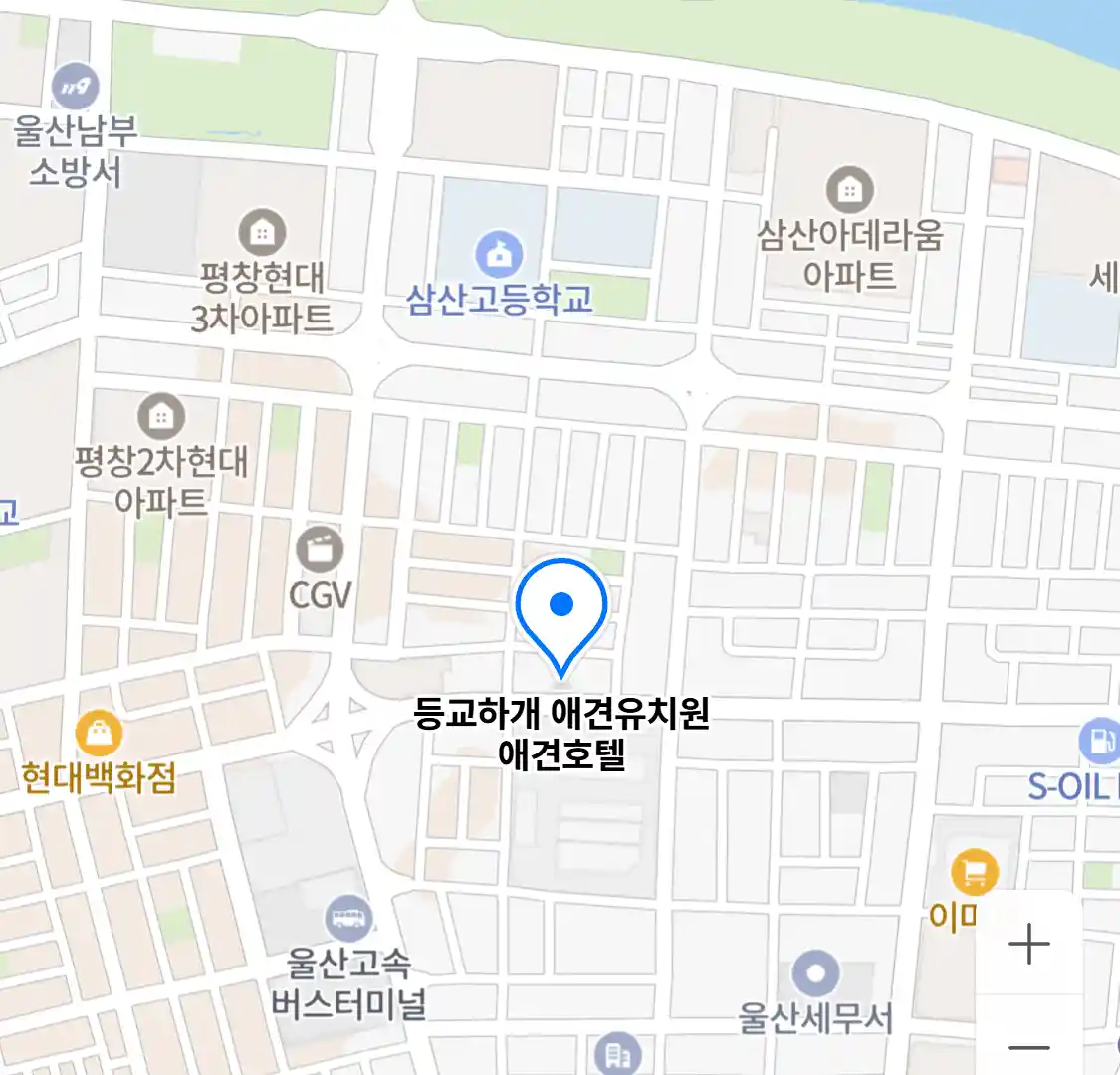 등교하개 애견유치원 애견호텔