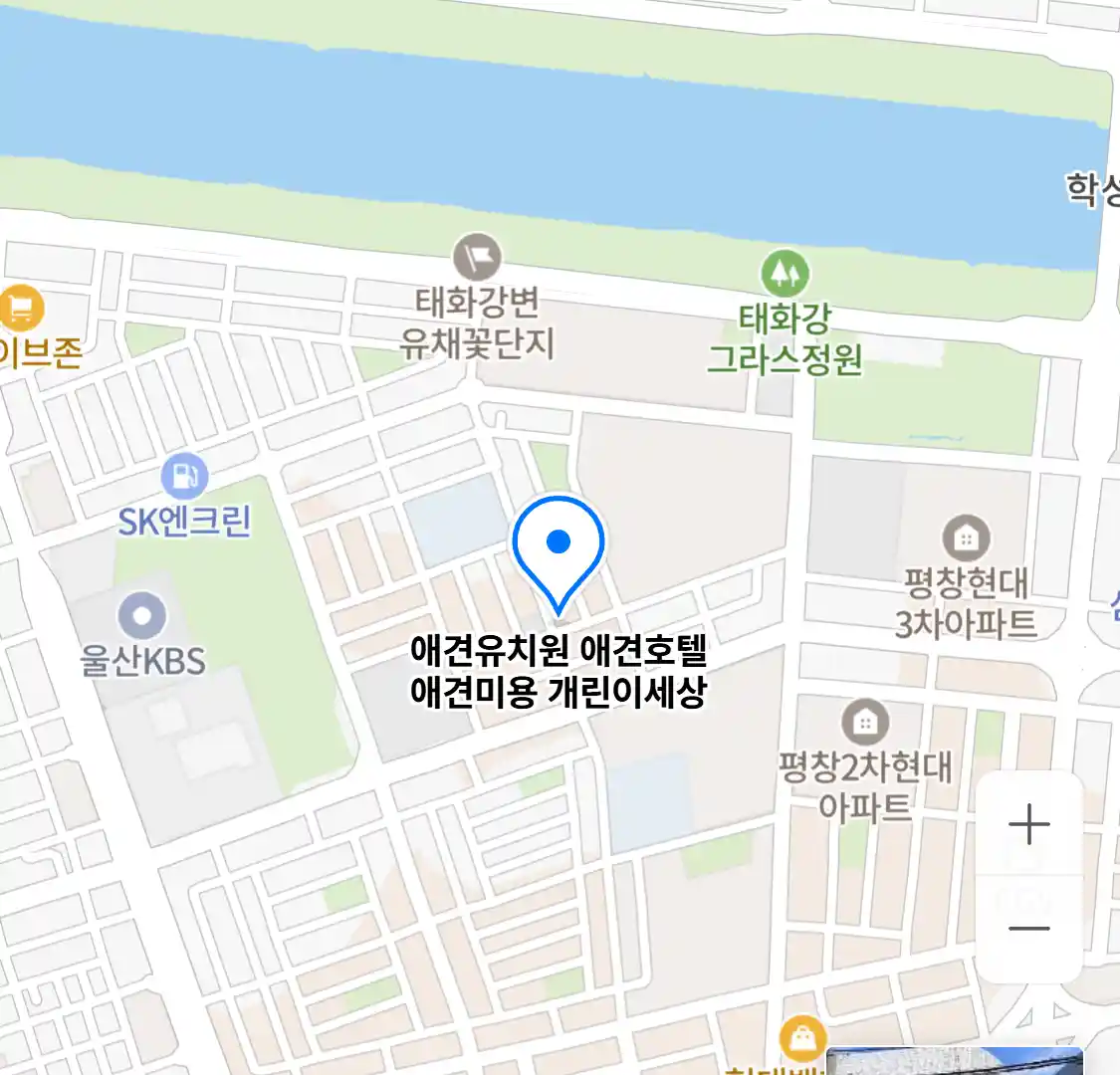 애견유치원 애견호텔 애견미용 개린이세상