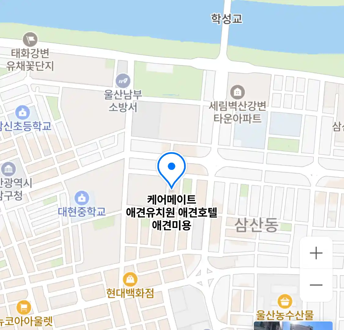 케어메이트 애견유치원 애견호텔 애견미용