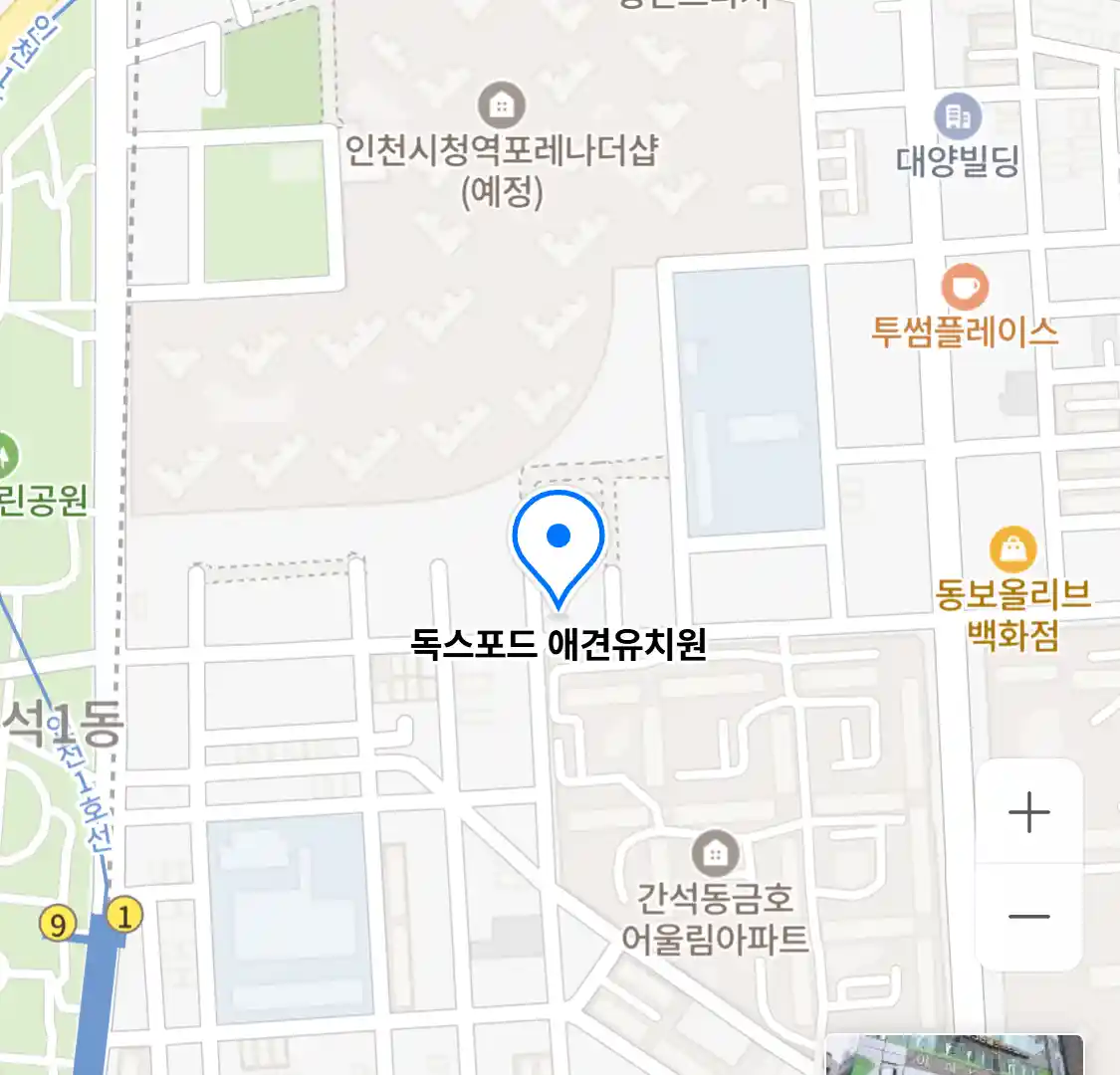 독스포드 애견유치원