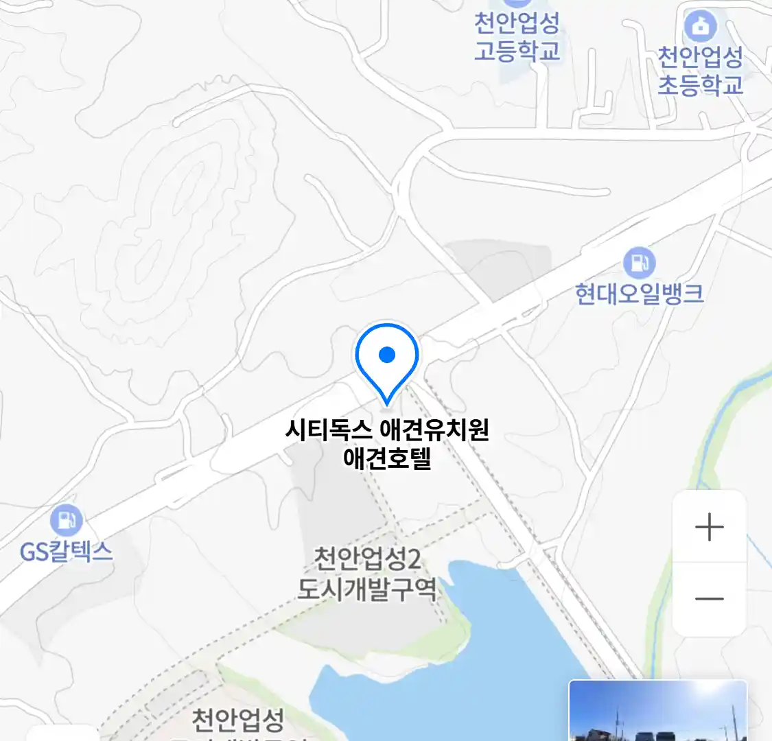 시티독스 애견유치원 애견호텔