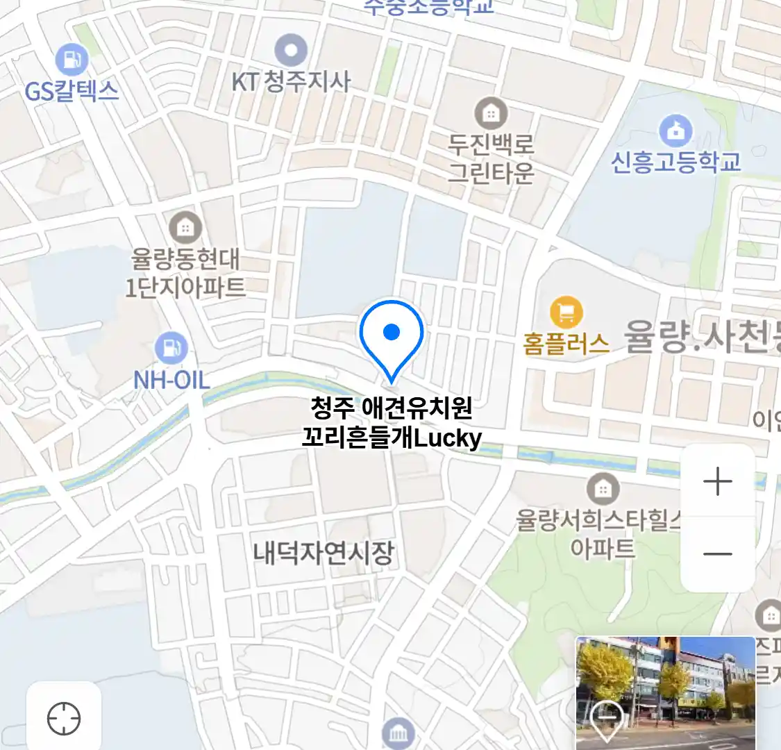 청주 애견유치원 꼬리흔들개Lucky