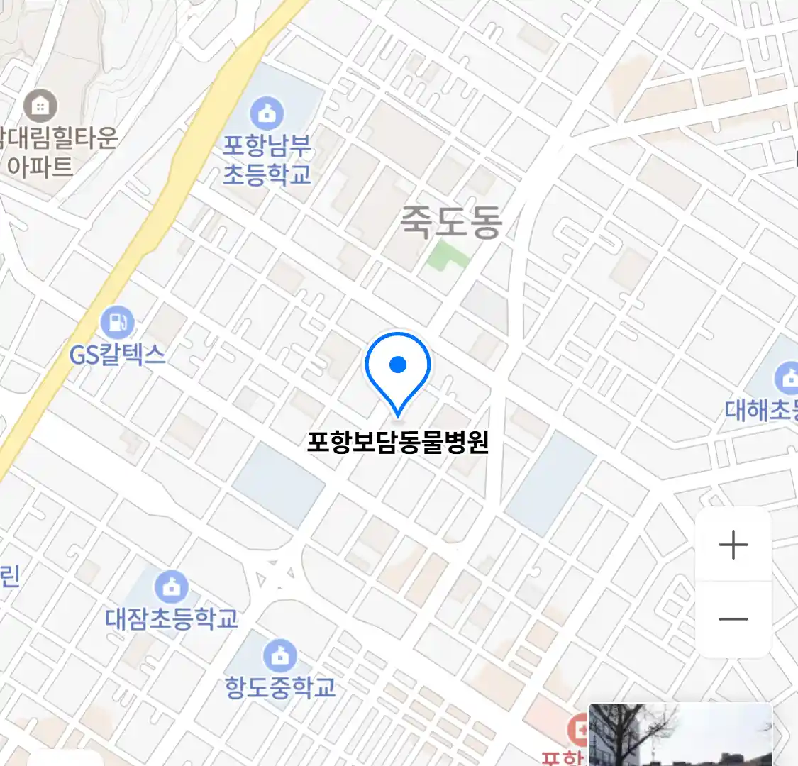포항보담동물병원