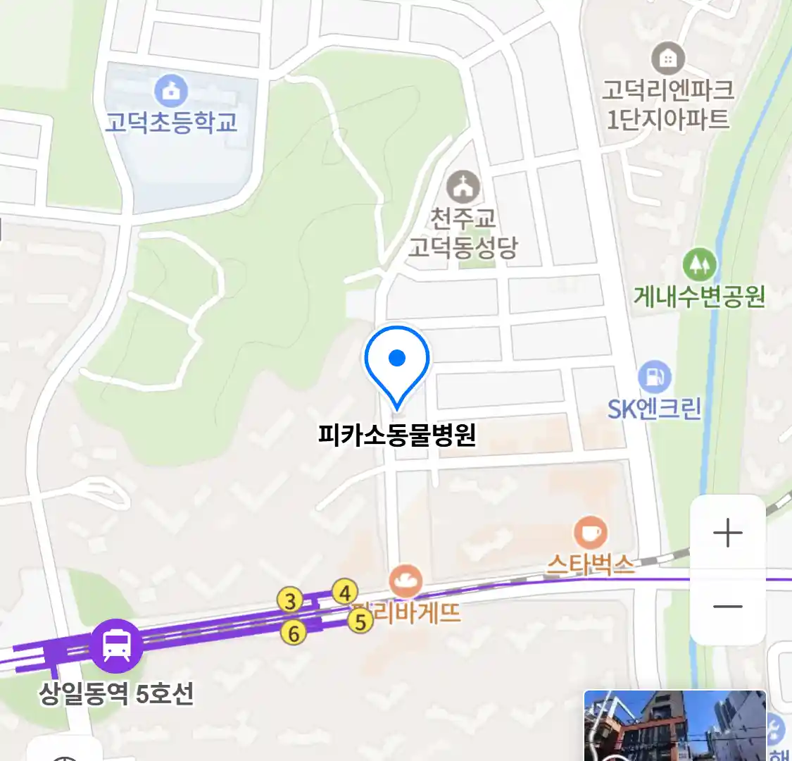 피카소동물병원