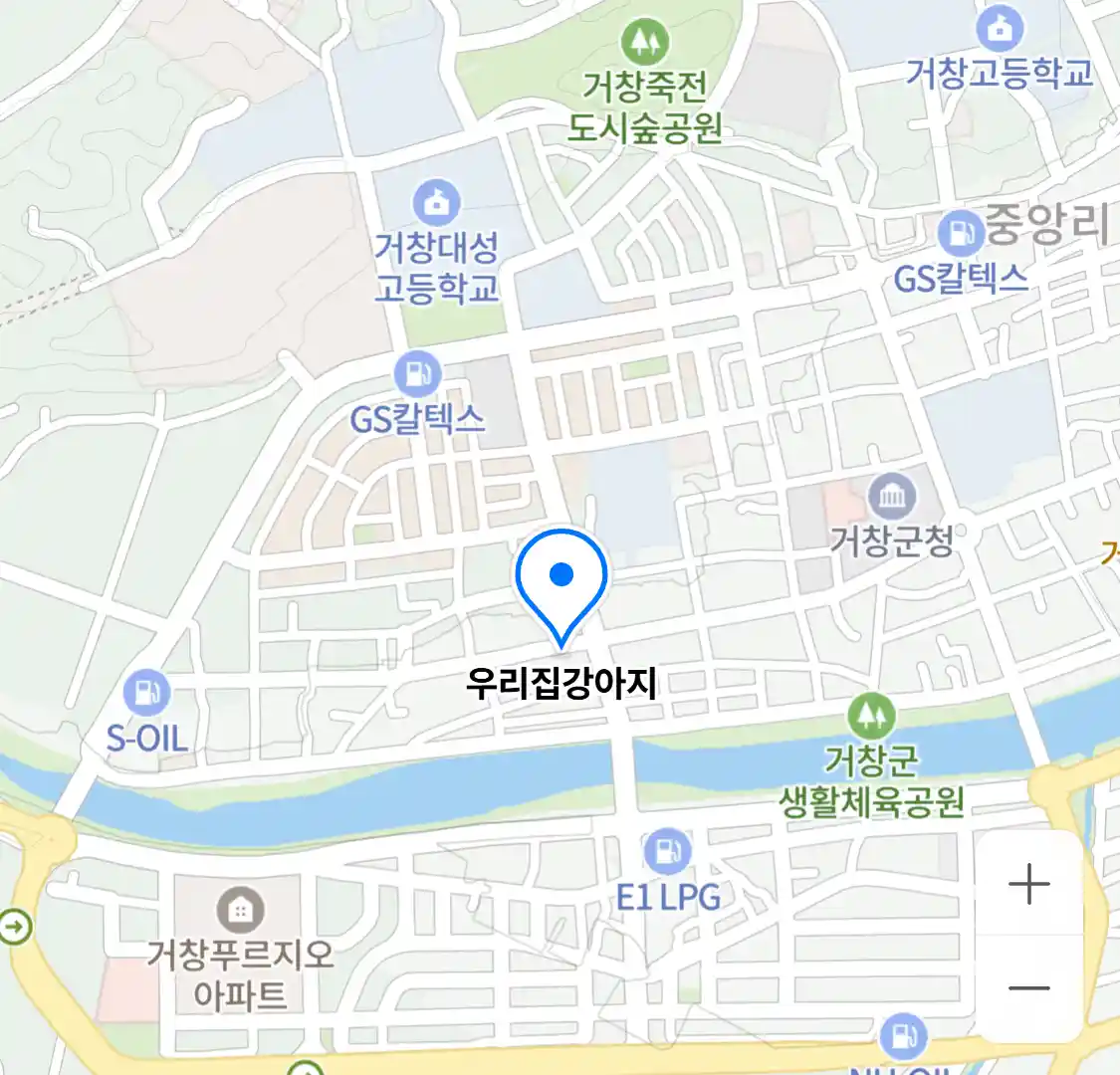 우리집강아지