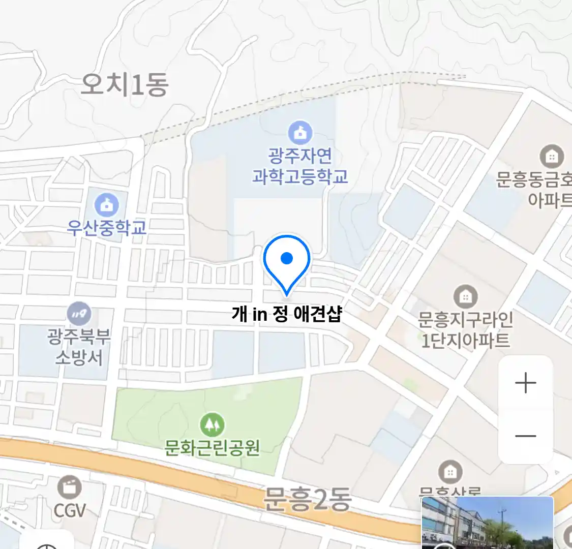 개 in 정 애견샵