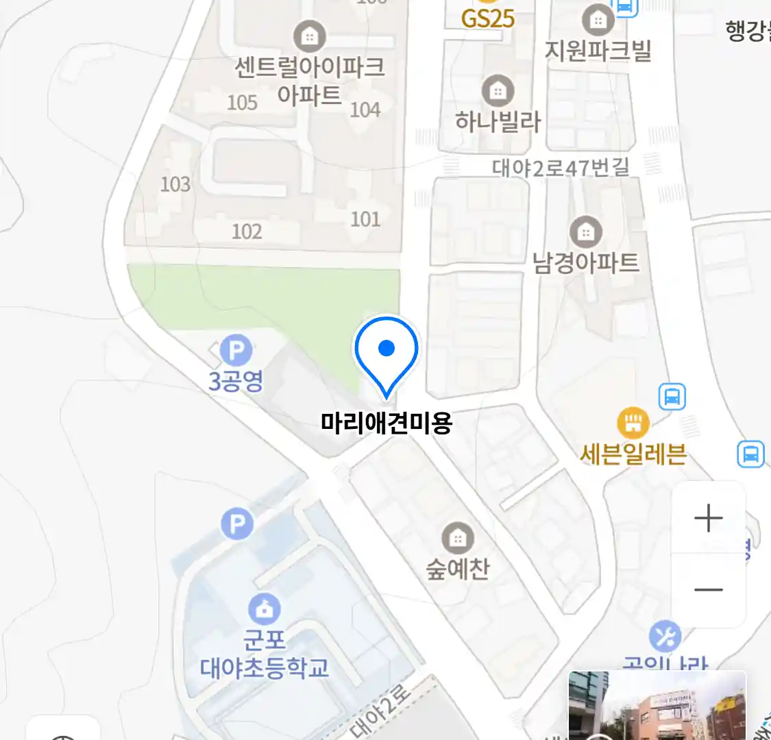 마리애견미용