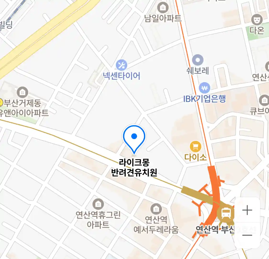 라이크몽 반려견유치원