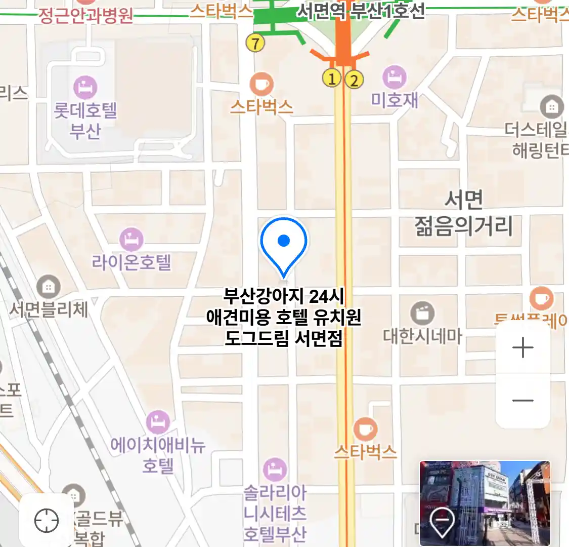 부산강아지 24시 애견미용 호텔 유치원 도그드림 서면점