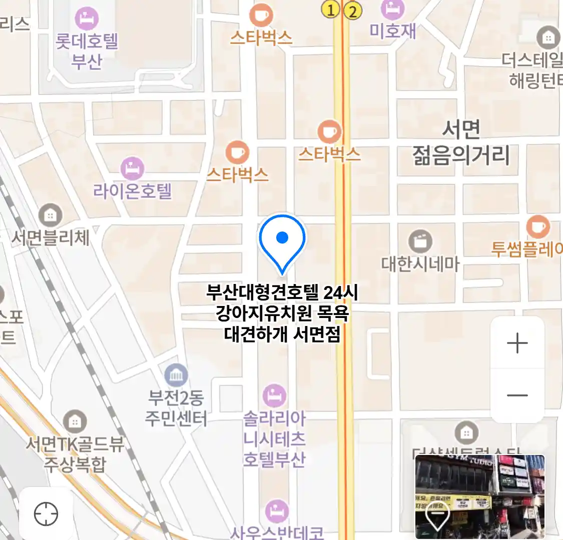 부산대형견호텔 24시 강아지유치원 목욕 대견하개 서면점