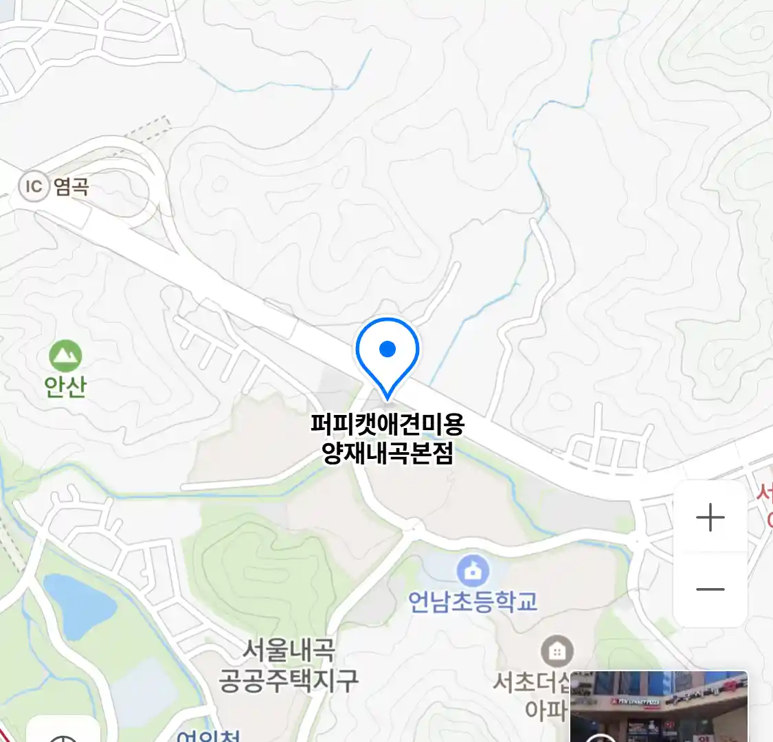 퍼피캣애견미용 양재내곡본점
