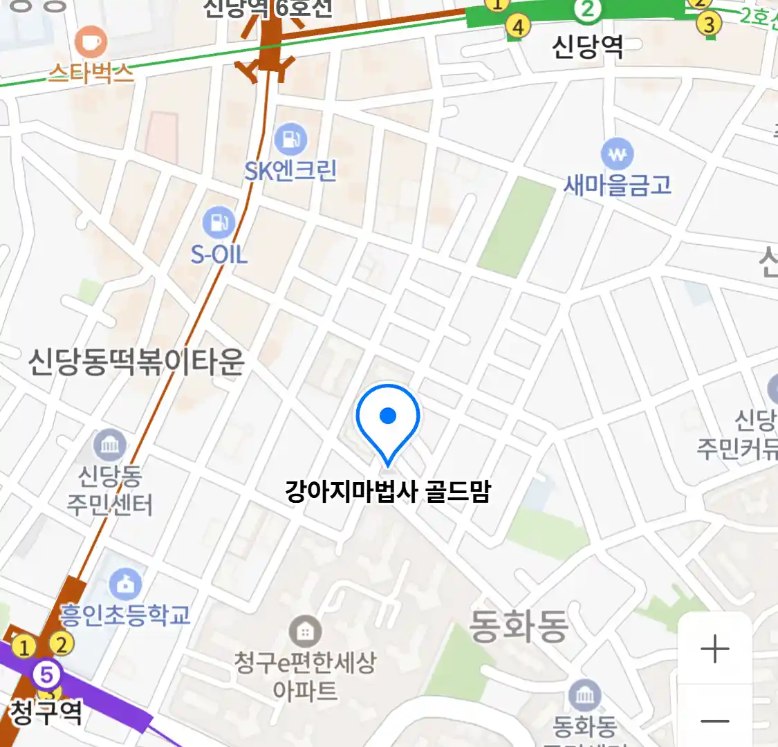 강아지마법사 골드맘
