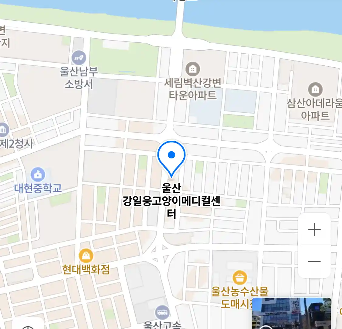울산 강일웅고양이메디컬센터