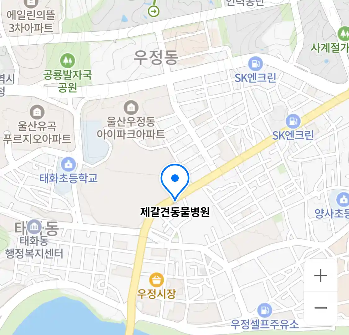 제갈견동물병원