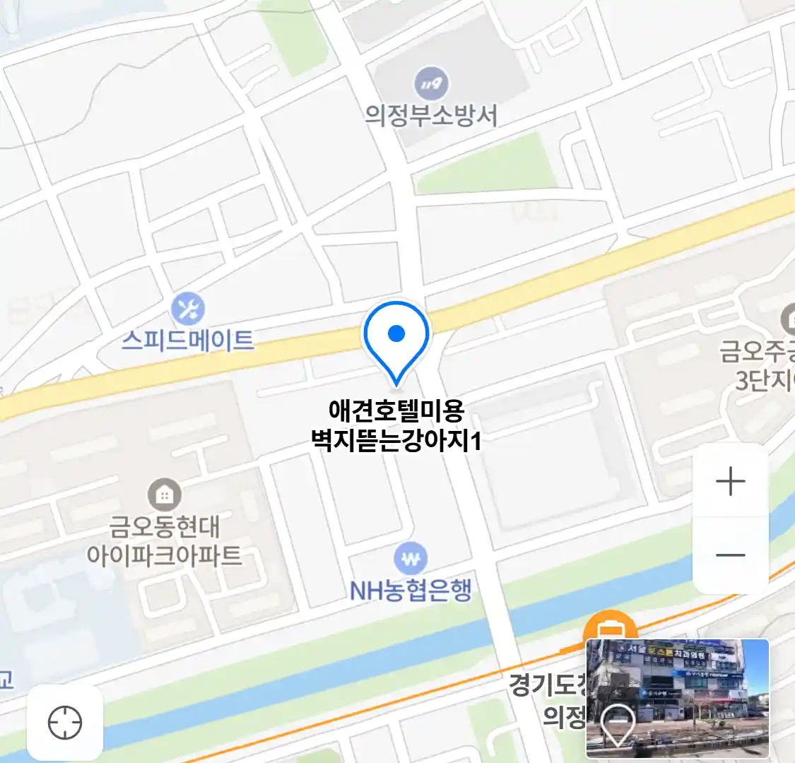 애견호텔미용 벽지뜯는강아지1