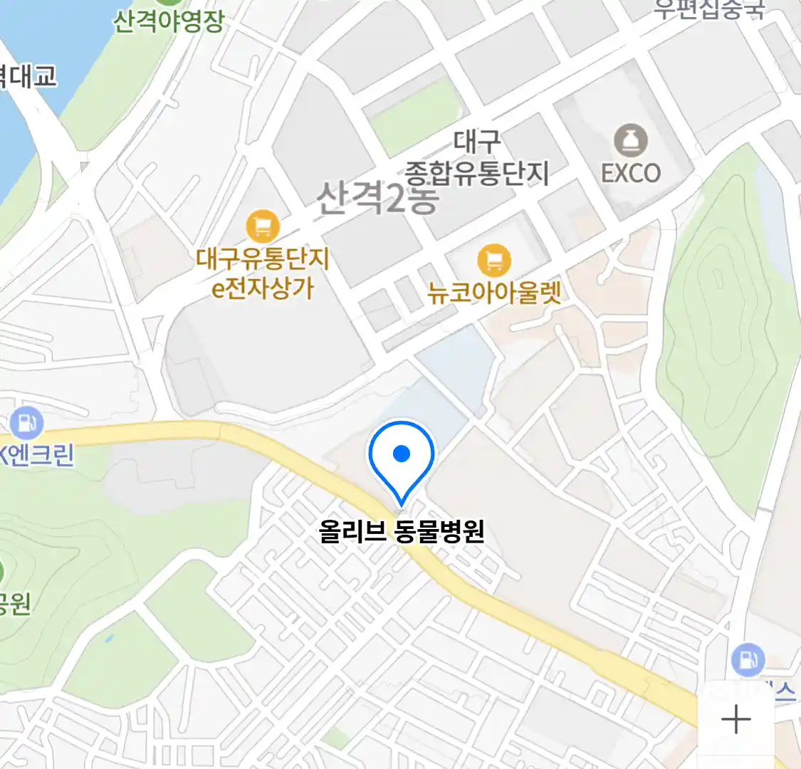 올리브 동물병원