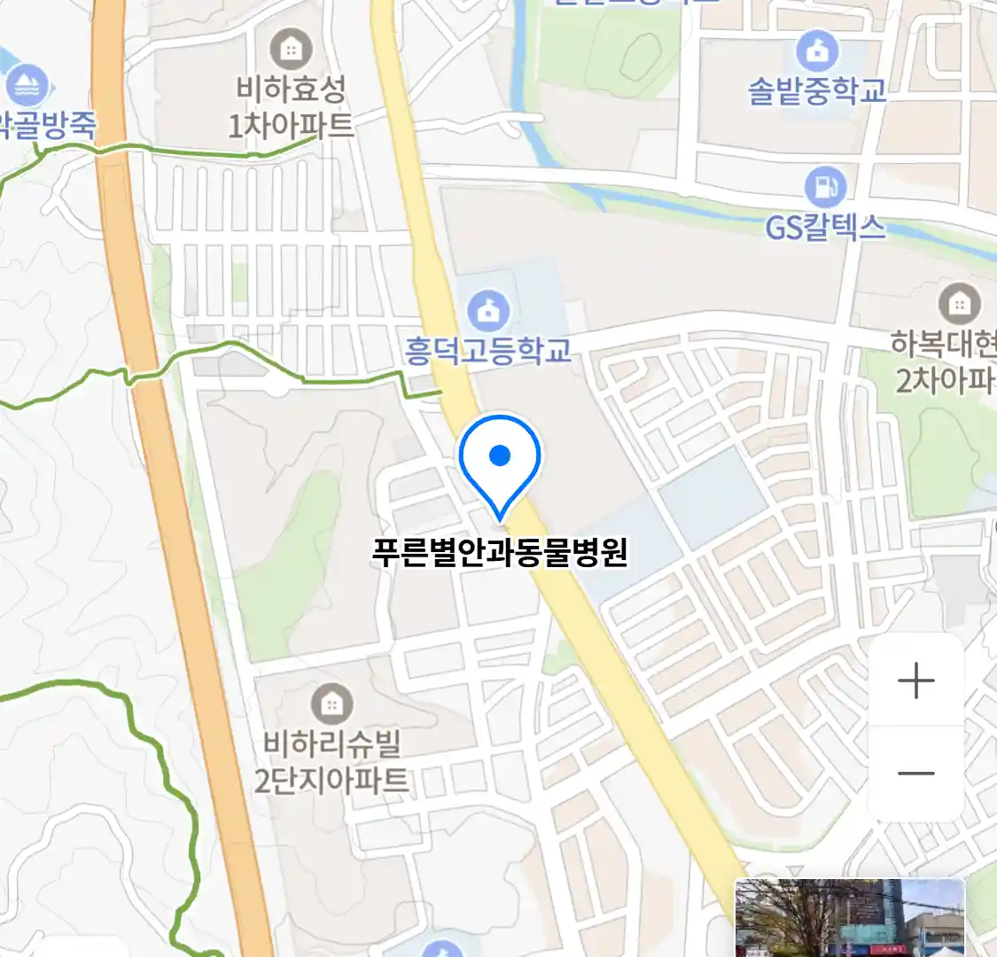 푸른별안과동물병원