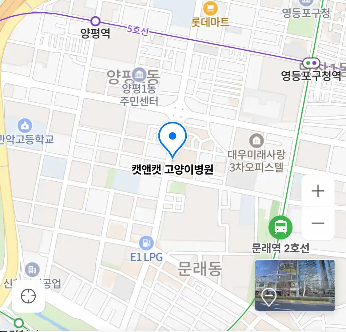 캣앤캣 고양이병원 위치