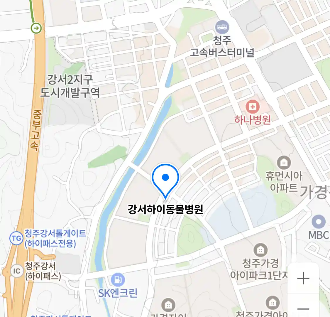 강서하이동물병원
