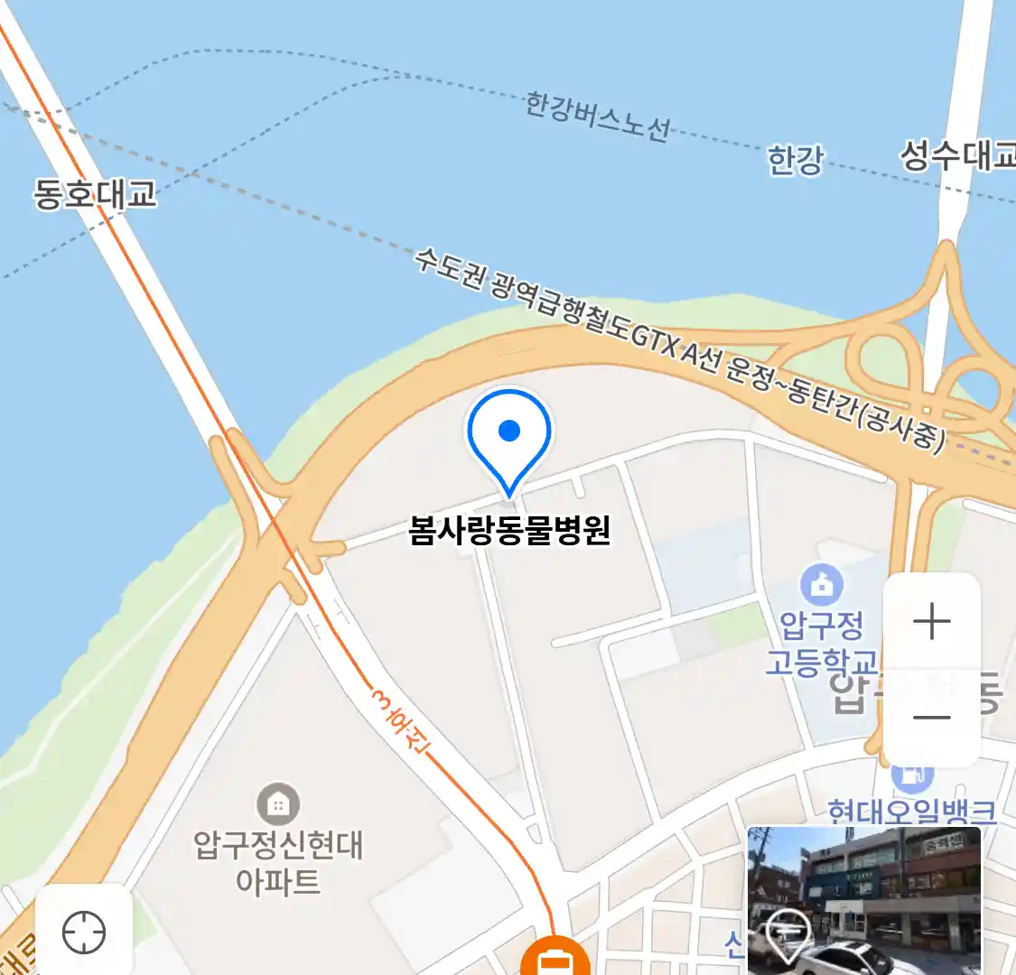 봄사랑동물병원 위치