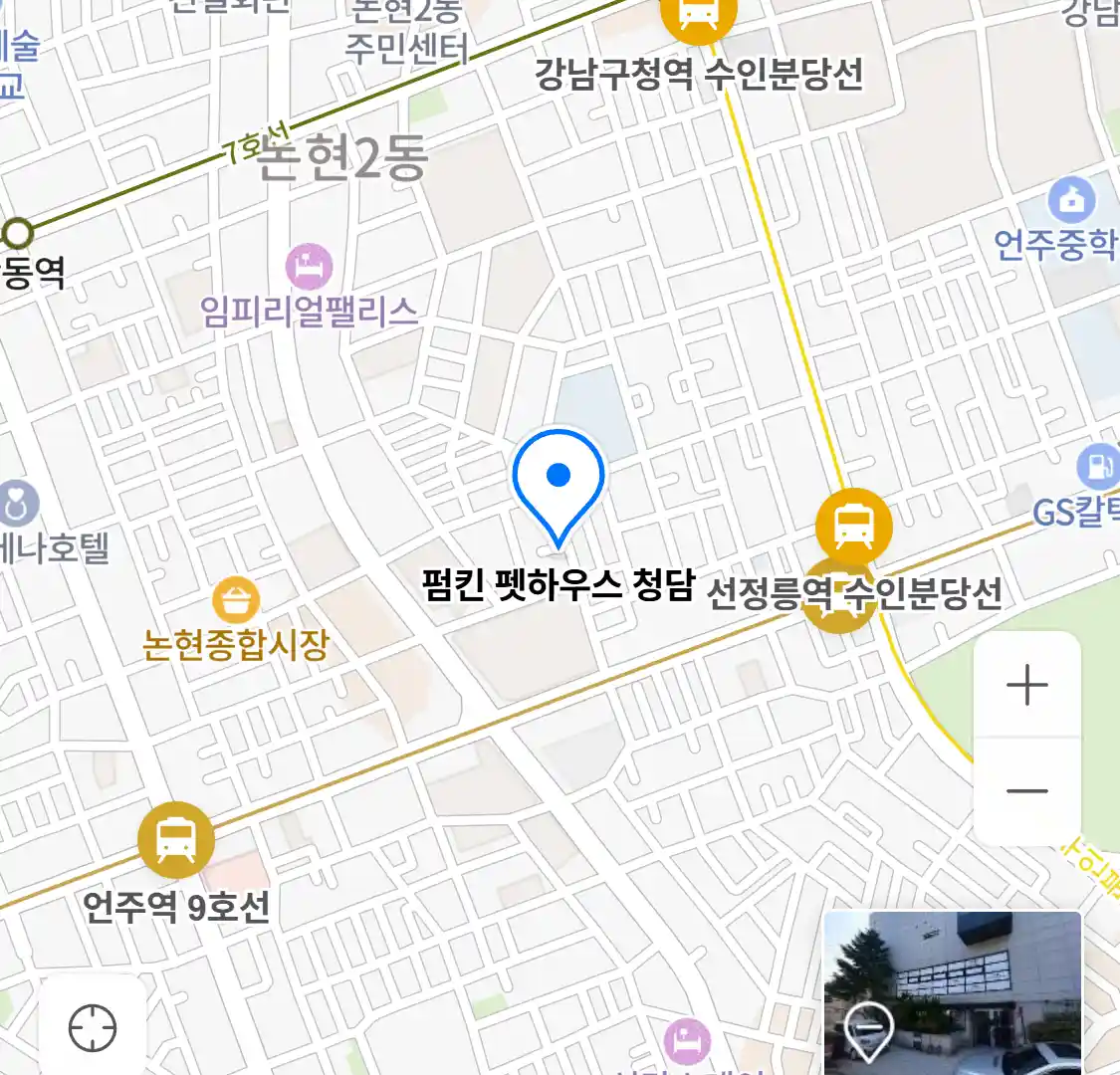 펌킨 펫하우스 청담 위치