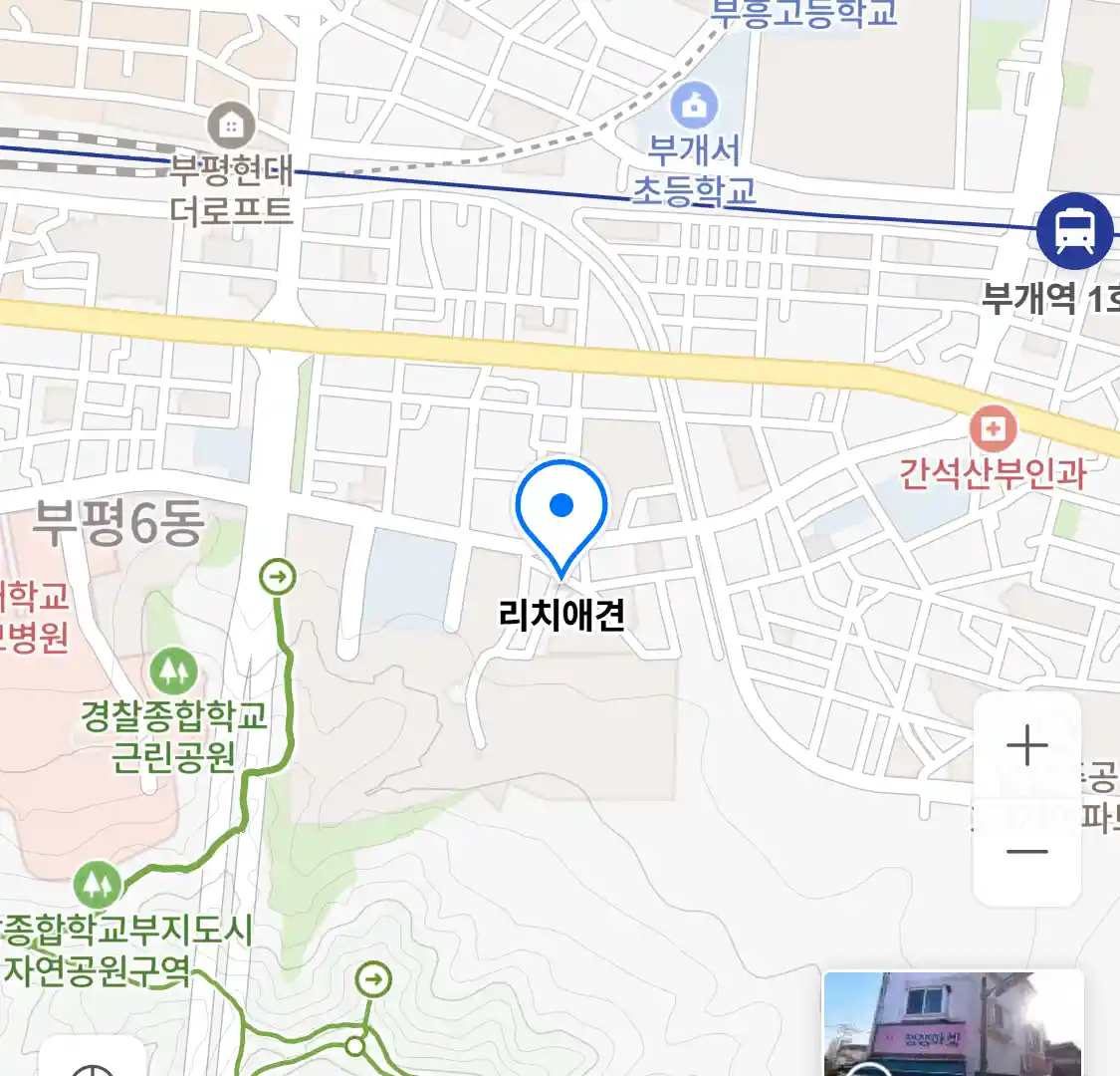 리치애견 위치