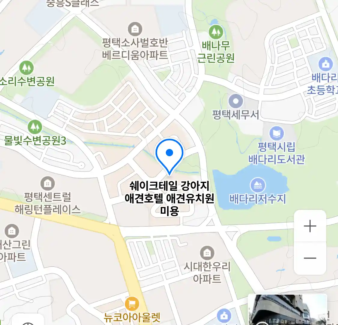 쉐이크테일 강아지 애견호텔 애견유치원 미용 위치