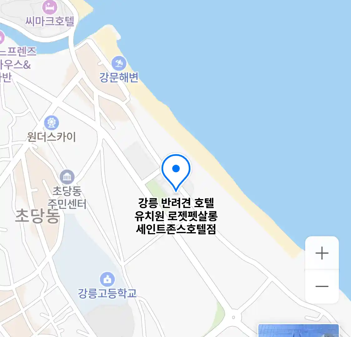 강릉 반려견 호텔 유치원 로젯펫살롱 세인트존스호텔점 위치