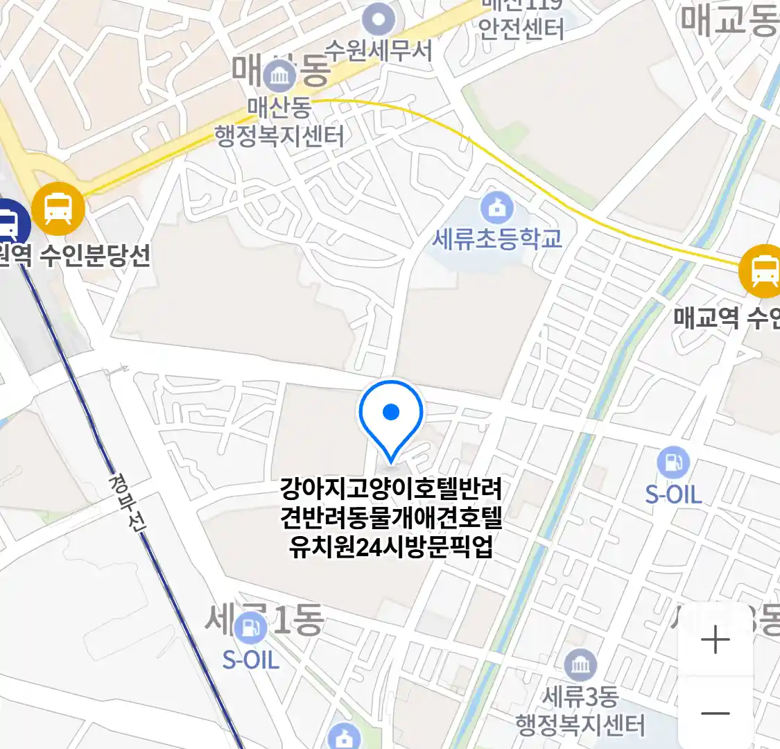 강아지고양이호텔반려견반려동물개애견호텔유치원24시방문픽업 위치