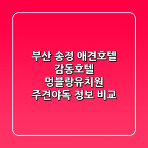 부산 송정 애견호텔: 감동호텔, 멍블랑유치원, 주견야독 정보 비교