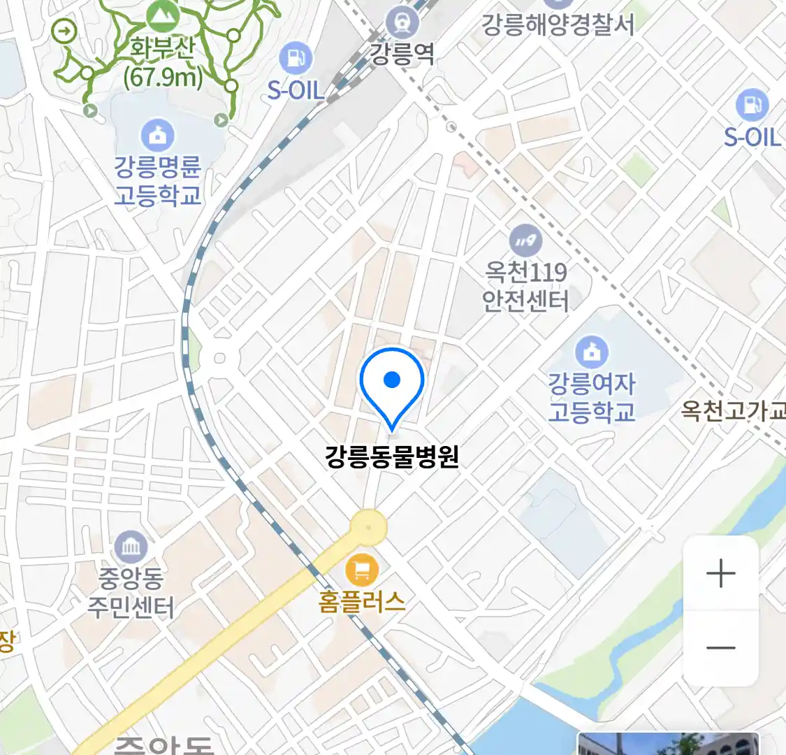 강릉동물병원 위치