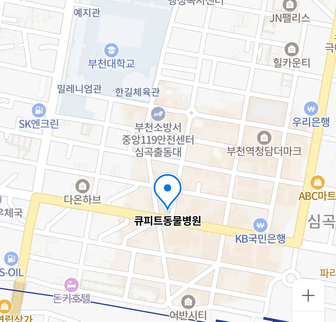큐피트동물병원 위치