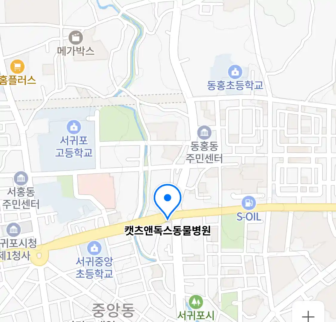 캣츠앤독스동물병원 위치