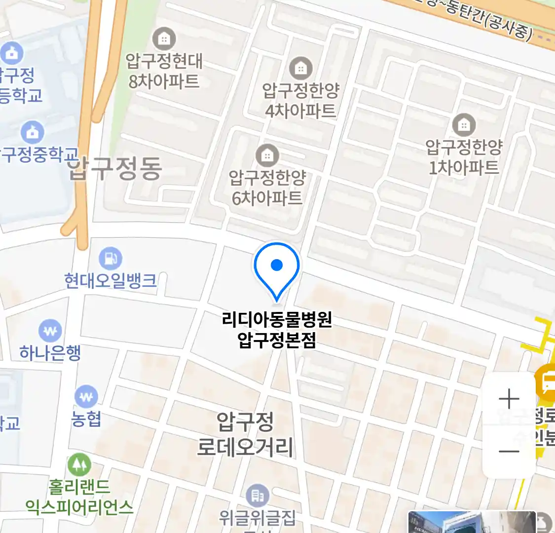 리디아동물병원 압구정본점 지도