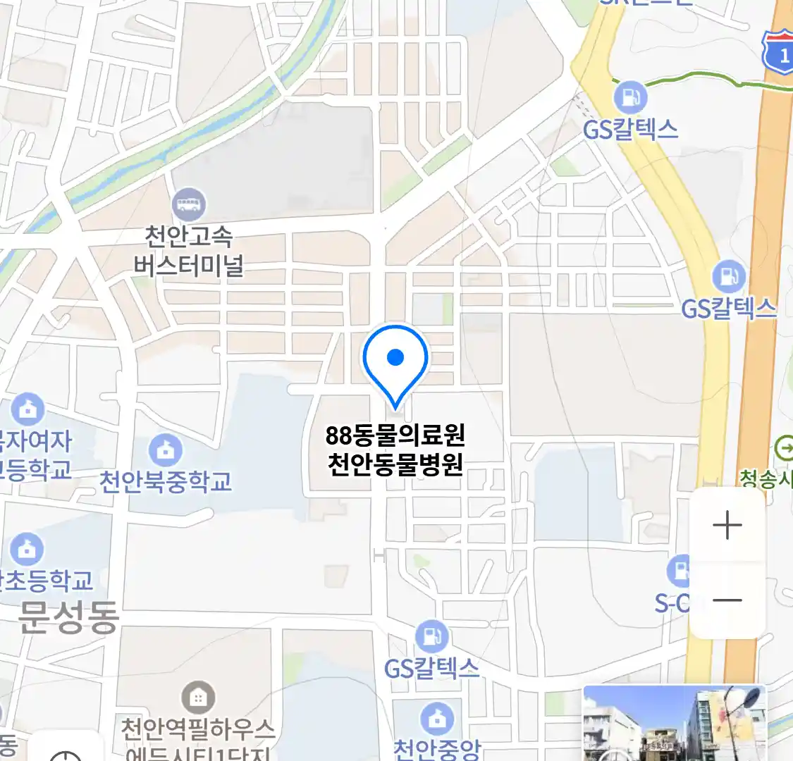 88동물의료원 천안동물병원 위치