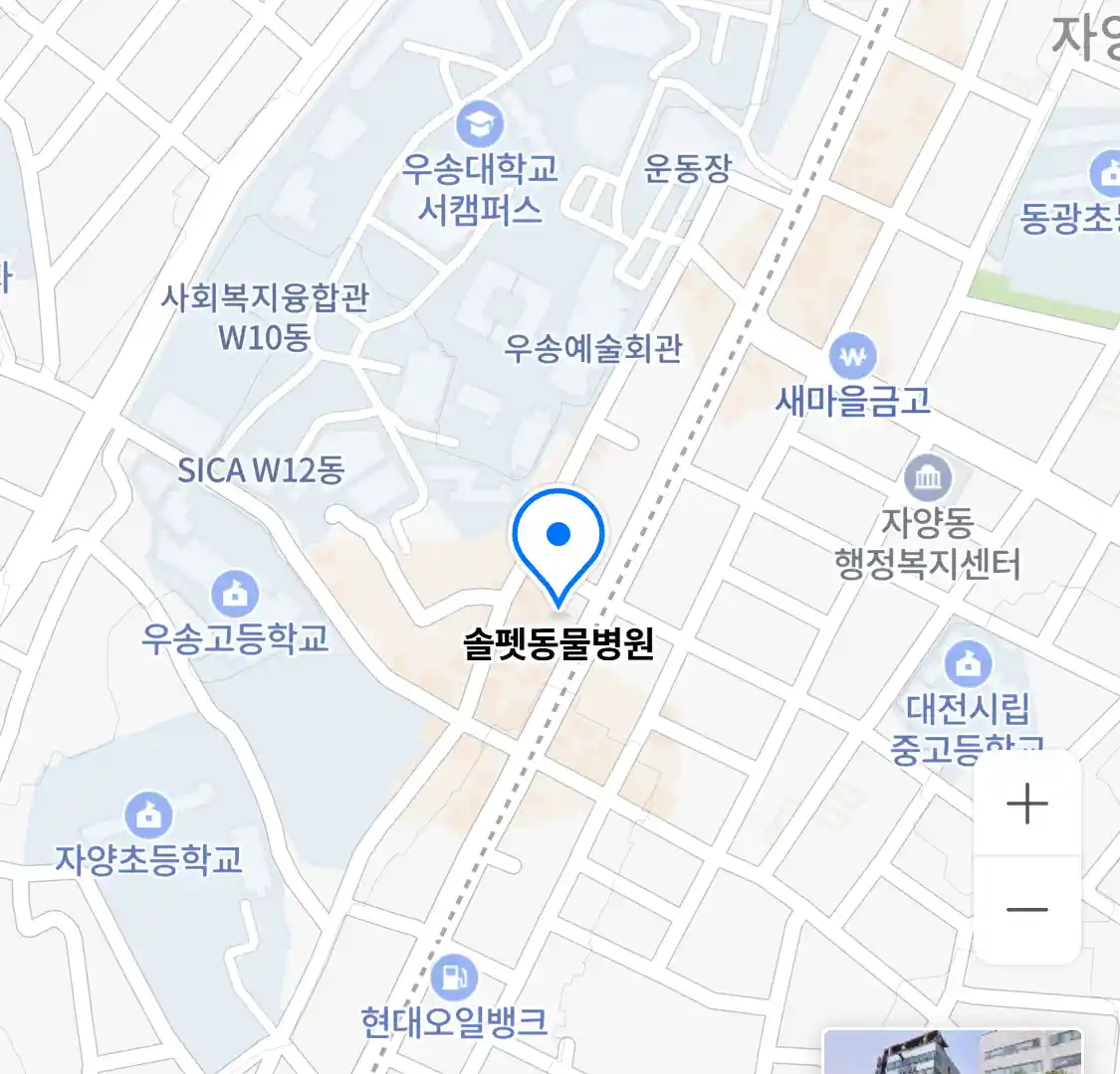 솔펫동물병원 위치