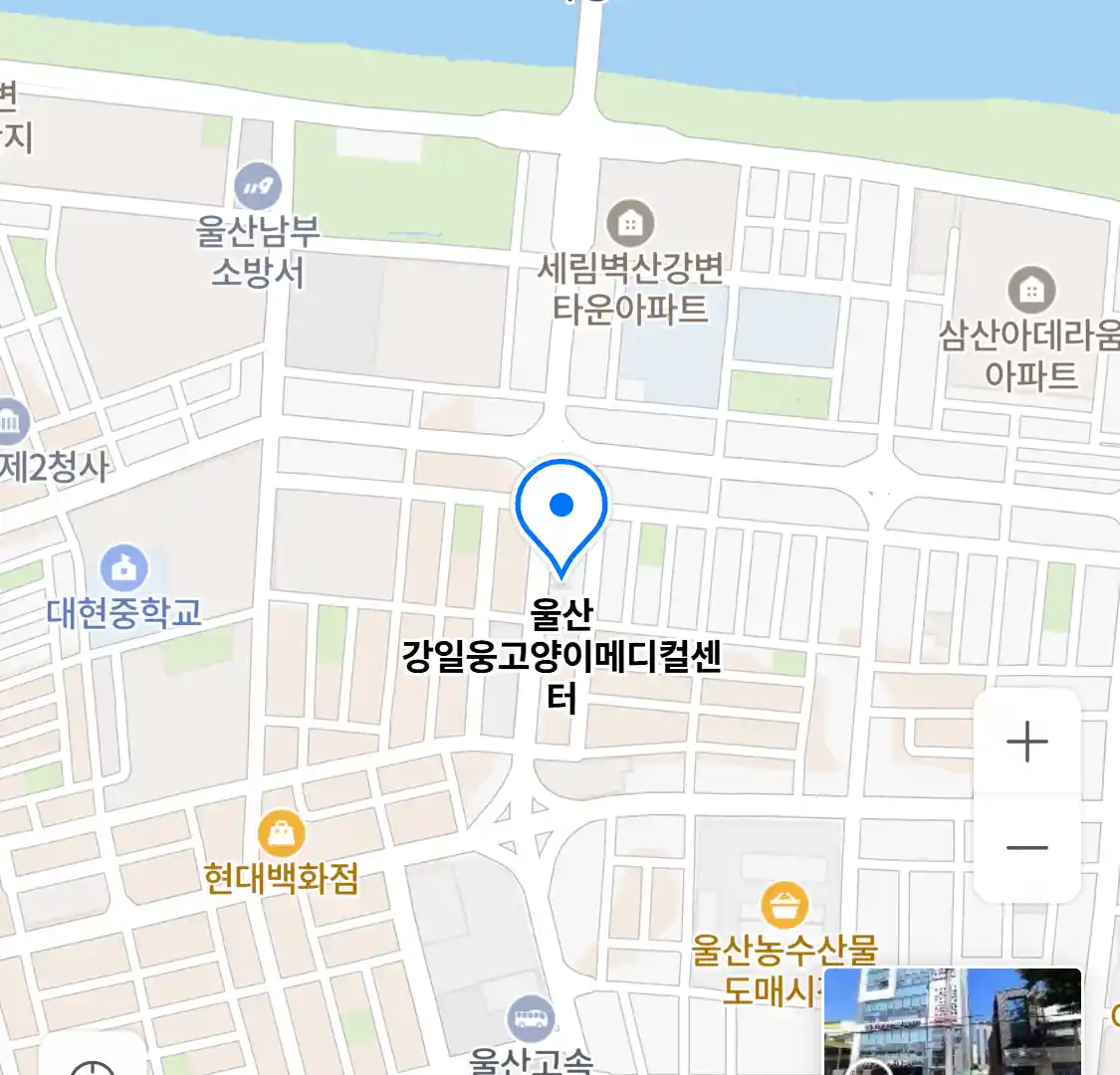 울산 강일웅고양이메디컬센터 위치